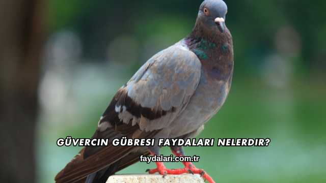 Güvercin Gübresi Faydaları Nelerdir?