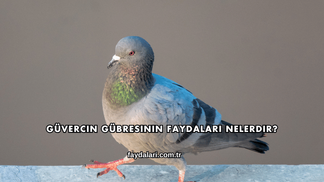Güvercin Gübresinin Faydaları Nelerdir?