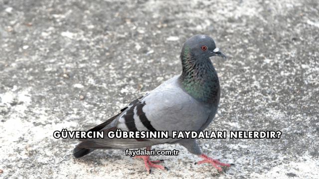 Güvercin Gübresinin Faydaları Nelerdir?