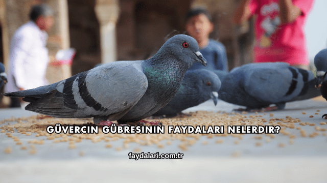Güvercin Gübresinin Faydaları Nelerdir?