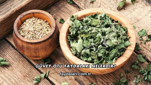 Güvey Otu Faydaları Nelerdir?