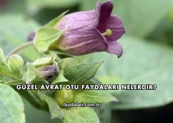 Güzel Avrat Otu Faydaları Nelerdir?