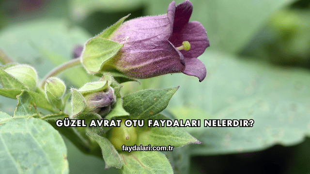 Güzel Avrat Otu Faydaları Nelerdir?
