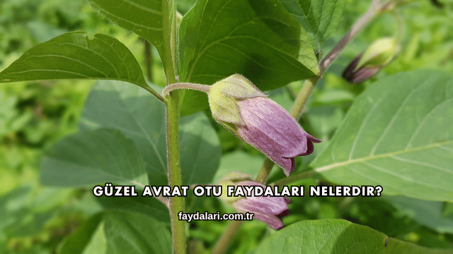 Güzel Avrat Otu Faydaları Nelerdir?