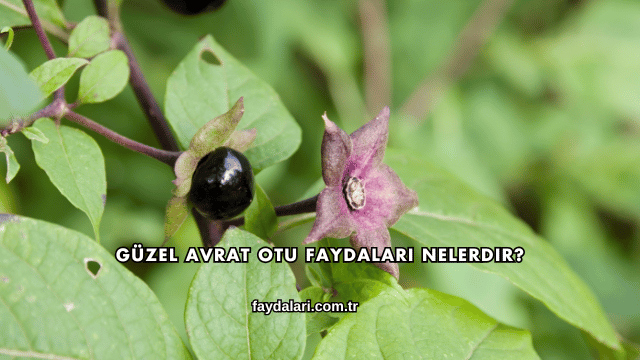 Güzel Avrat Otu Faydaları Nelerdir?