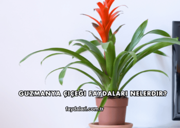Guzmanya Çiçeği Faydaları Nelerdir?