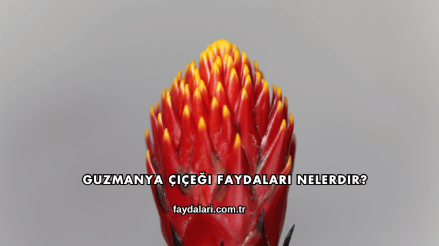 Guzmanya Çiçeği Faydaları Nelerdir?