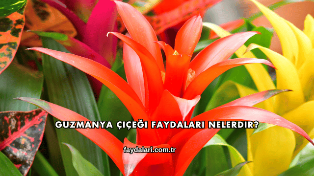 Guzmanya Çiçeği Faydaları Nelerdir?
