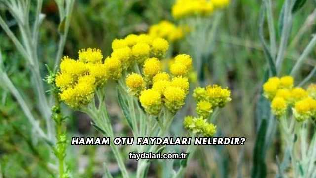 Hamam Otu Faydaları Nelerdir?