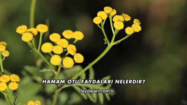 Hamam Otu Faydaları Nelerdir?