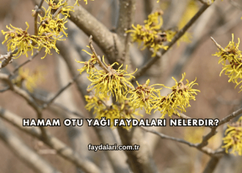 Hamam Otu Yağı Faydaları Nelerdir?