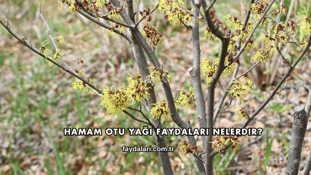 Hamam Otu Yağı Faydaları Nelerdir?