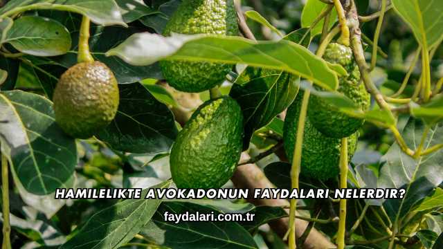 Hamilelikte Avokadonun Faydaları Nelerdir?