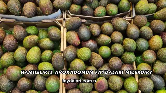 Hamilelikte Avokadonun Faydaları Nelerdir?