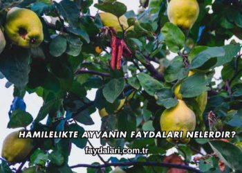 Hamilelikte Ayvanın Faydaları Nelerdir?