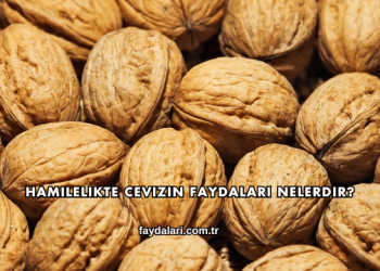 Hamilelikte Cevizin Faydaları Nelerdir?
