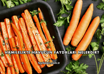Hamilelikte Havucun Faydaları Nelerdir?