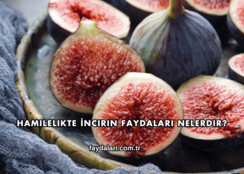 Hamilelikte İncirin Faydaları Nelerdir?
