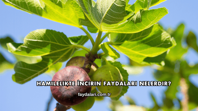 Hamilelikte İncirin Faydaları Nelerdir?