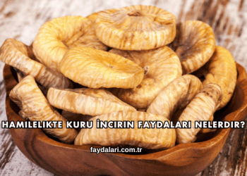 Hamilelikte Kuru İncirin Faydaları Nelerdir?