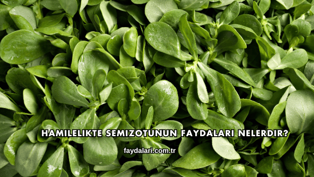 Hamilelikte Semizotunun Faydaları Nelerdir?