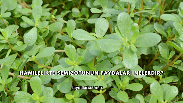 Hamilelikte Semizotunun Faydaları Nelerdir?