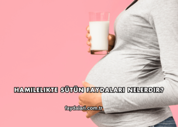 Hamilelikte Sütün Faydaları Nelerdir?