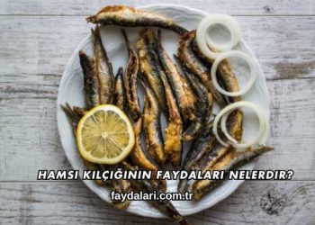Hamsi Kılçığının Faydaları Nelerdir?