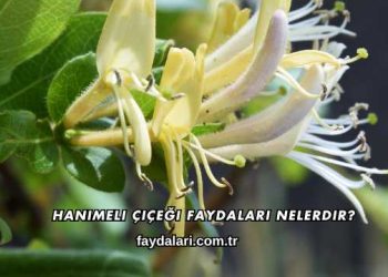 Hanımeli Çiçeği Faydaları Nelerdir?