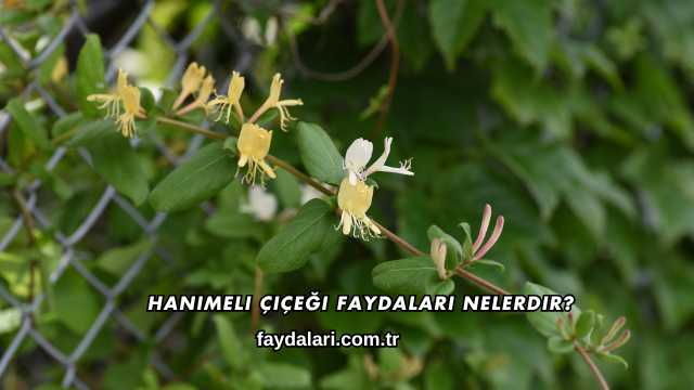 Hanımeli Çiçeği Faydaları Nelerdir?