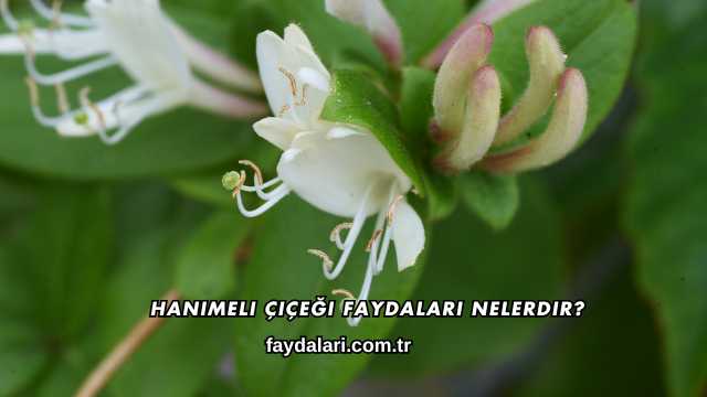 Hanımeli Çiçeği Faydaları Nelerdir?