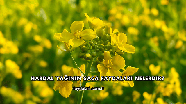 Hardal Yağının Saça Faydaları Nelerdir?