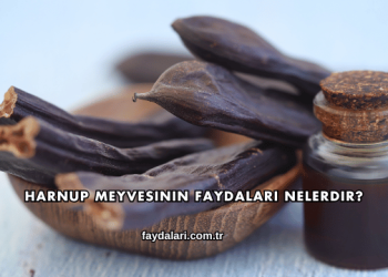Harnup Meyvesinin Faydaları Nelerdir?