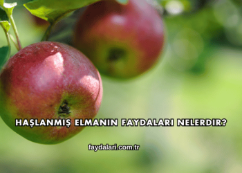 Haşlanmış Elmanın Faydaları Nelerdir?