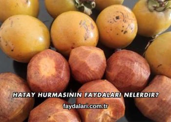 Hatay Hurmasının Faydaları Nelerdir?