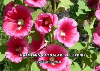 Hatmenin Faydaları Nelerdir?