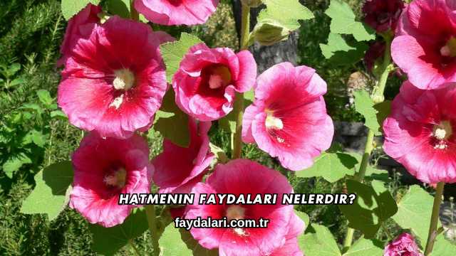 Hatmenin Faydaları Nelerdir?