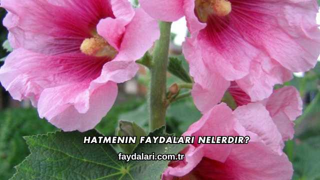 Hatmenin Faydaları Nelerdir?