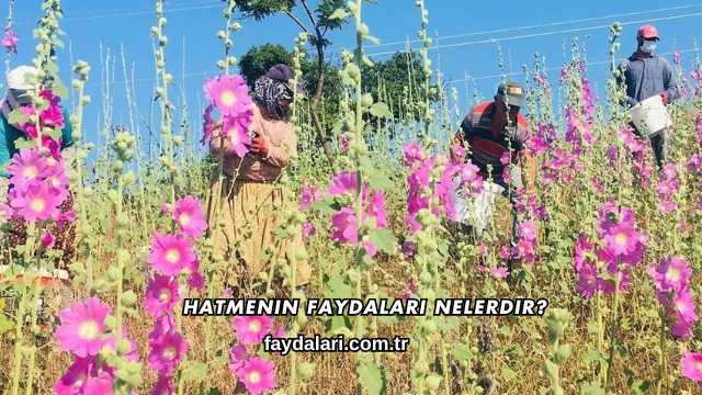 Hatmenin Faydaları Nelerdir?