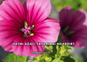 Hatmi Ağacı Faydaları Nelerdir?