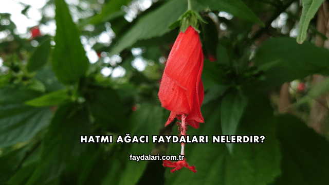 Hatmi Ağacı Faydaları Nelerdir?