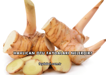 Havlıcan Otu Faydaları Nelerdir?