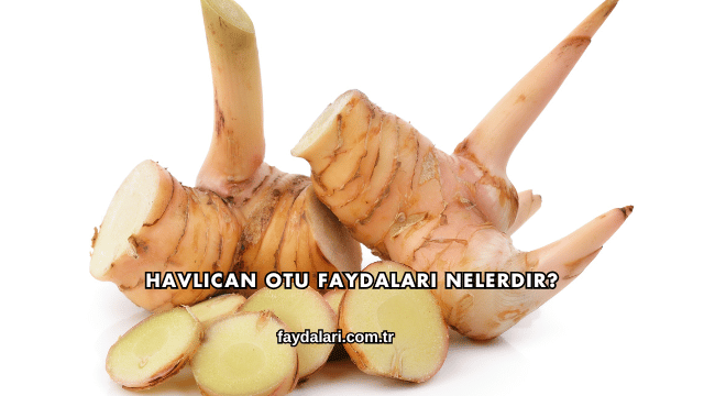 Havlıcan Otu Faydaları Nelerdir?