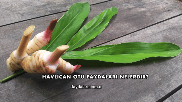 Havlıcan Otu Faydaları Nelerdir?