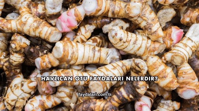 Havlıcan Otu Faydaları Nelerdir?