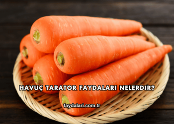 Havuç Tarator Faydaları Nelerdir?
