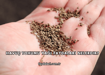 Havuç Tohumu Yağı Faydaları Nelerdir?