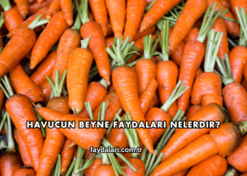 Havucun Beyne Faydaları Nelerdir?