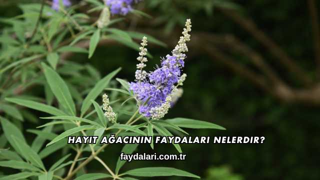 Hayıt Ağacının Faydaları Nelerdir?