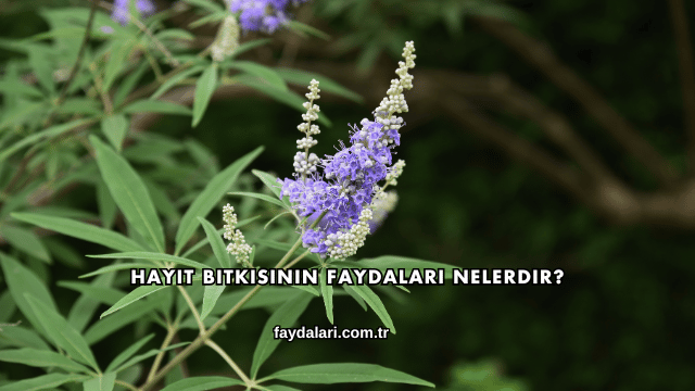 Hayıt Bitkisinin Faydaları Nelerdir?